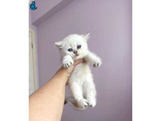 Bembeyaz mavi gözlü yakışıklı prens