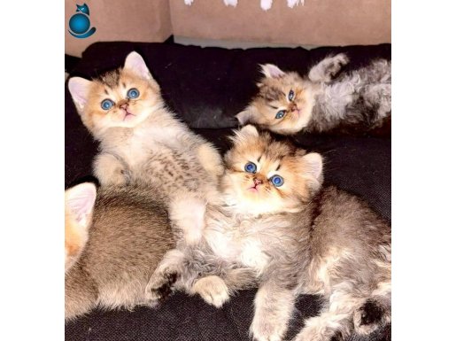 Golden koyu sarı yeşil gözlü akıllı minnak