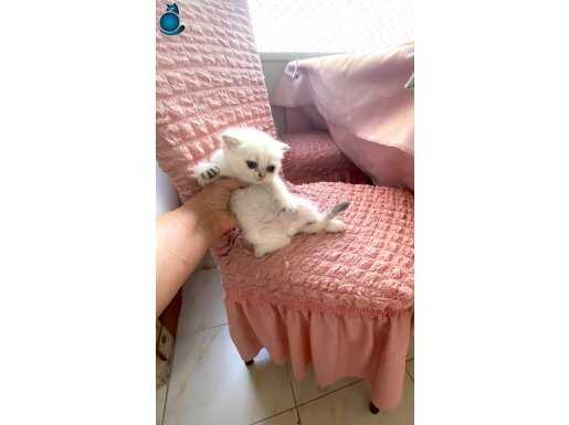 Beyaz maviş gözlü minik melek