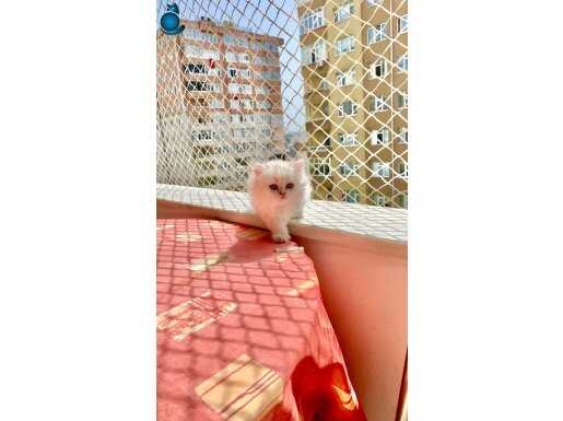 Minnak sevimli Beyaz mavi gözlü tatlı Erkek Bebek 