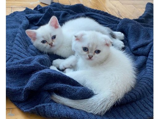 Annesinin Beyaz Point Bebişi