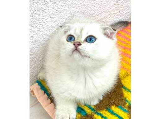 Beyaz maviş gözlü safkan Silver Point NS3311 yakışıklı