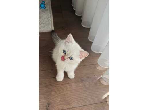 Tatlı oyuncu sevimli yavru 