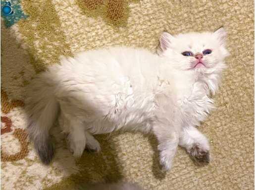 Uzun tüylü Bembeyaz yakışıklı çok tatlı Watsap video atarım