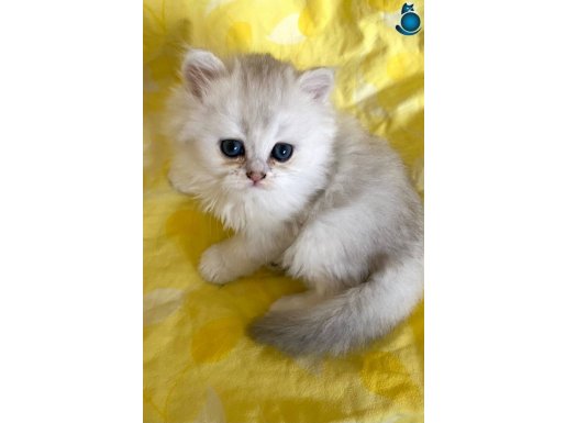 Safkan Orjinal Silver Point NS3311 maviş Longhair bebek 