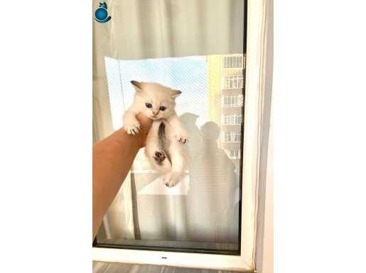 Bembeyaz maviş boncuk gözlü minnak