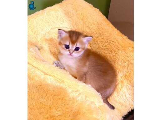 Golden ny11 safkan çok güzel kız bebek