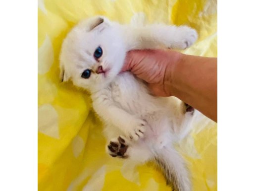 Bembeyaz okyanus bakışlı safkan yuvarlak yüzlü bebiş