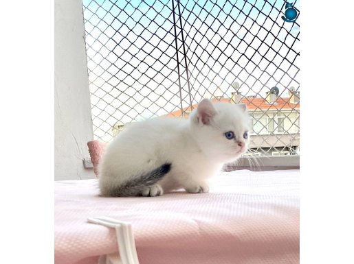 Yakışıklı Bembeyaz maviş göz bebek