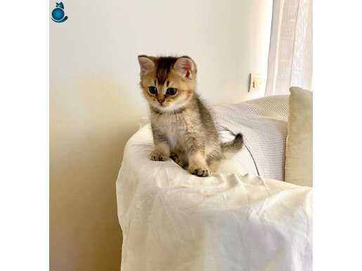 Çok tatlı sevimli akıllı minnak erkek 