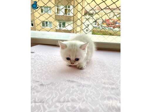 Beyaz melek maviş gözlü sakin prenses