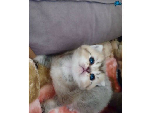 Çok sıcakkanlı Maviş gözlü tatlı bebek