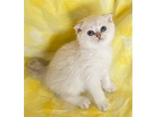 NS1133 Silver Point Safkan Scottish Beyaz Melek Maviş Gözlü Kız