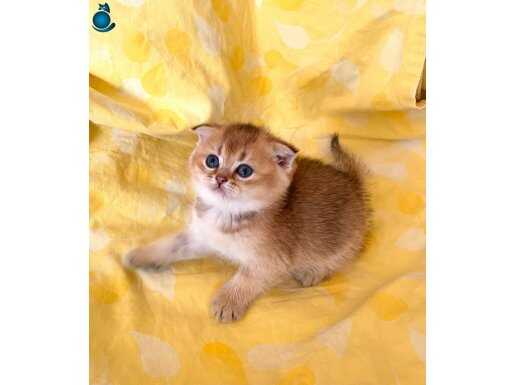 Yeşil Gözlü Safkan Golden NY11 Scottish Fold - Ev Eğitimi Tamam