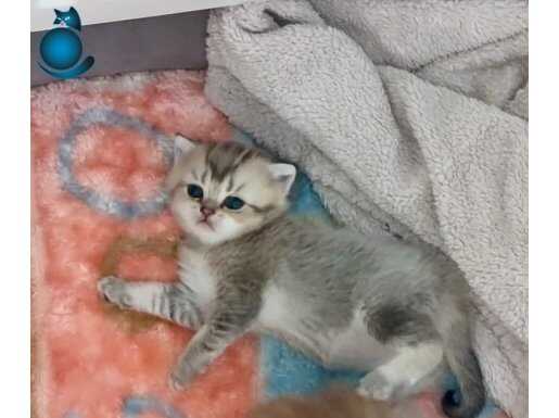 Tatlı sevimli maviş gözlü minnak kız