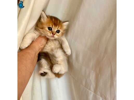 Sarı golden yemyeşil gözlü minnak