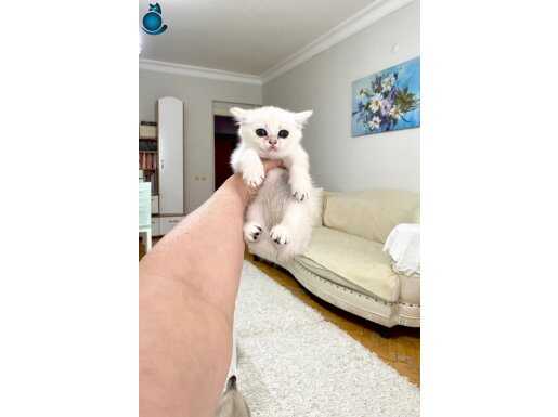 Mavi gözlü Beyaz sevimli minnak