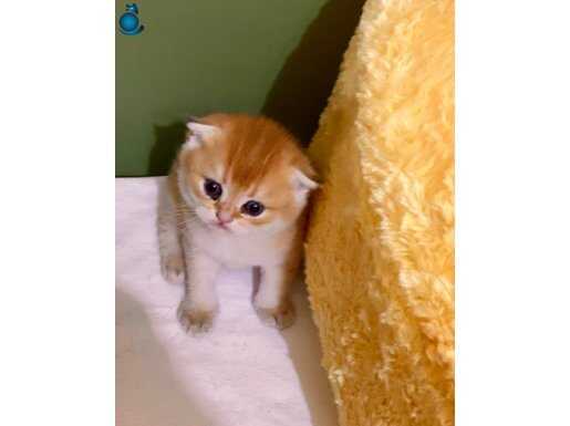 Safkan golden ny11 çok yakışıklı Erkek Bebek