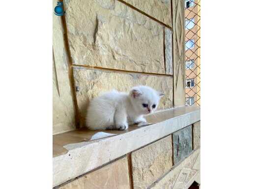 Minnak mavi boncuk gözlü