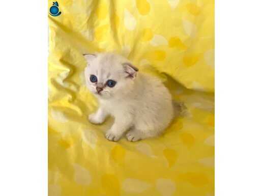 NS1133 Silver Point Safkan Scottish Mavi Gözlü Erkek Yavru