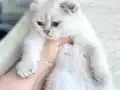 Bembeyaz masmavi gözlü fold bebek