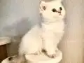 Bembeyaz melek 
