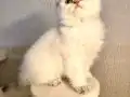 Bembeyaz melek 