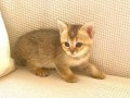 Çukulata Golden safkan British bebek