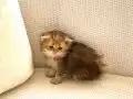 Çukulata Black Golden uzun tüylü Longhair zümrüt gözlü 
