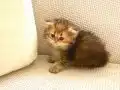 Çukulata Black Golden uzun tüylü Longhair zümrüt gözlü 