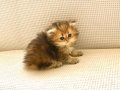 Çukulata Black Golden uzun tüylü Longhair zümrüt gözlü 