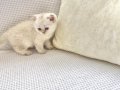 safkan yuvarlak surat küçük kulak Beyaz peri deniz gözlü 