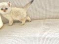 safkan yuvarlak surat küçük kulak Beyaz peri deniz gözlü 