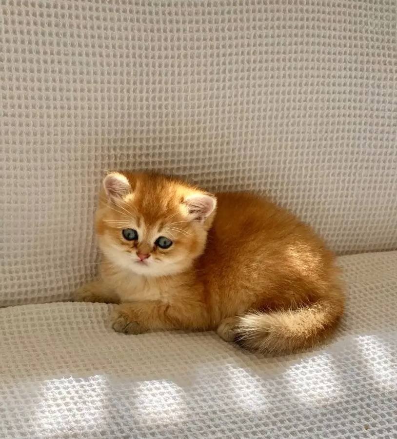 Safkan Golden ny 12 Altın sarısı Ayı suratlı zümrüt gözlü 