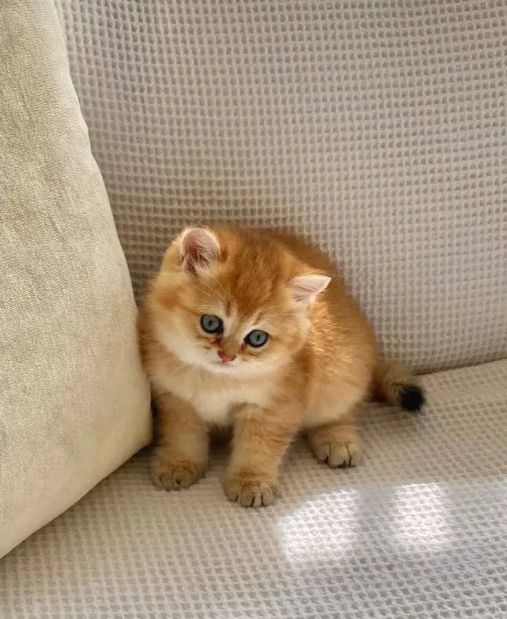 Safkan Golden ny 12 Altın sarısı Ayı suratlı zümrüt gözlü 