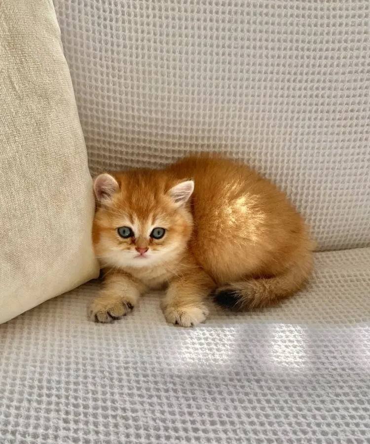 Safkan Golden ny 12 Altın sarısı Ayı suratlı zümrüt gözlü 
