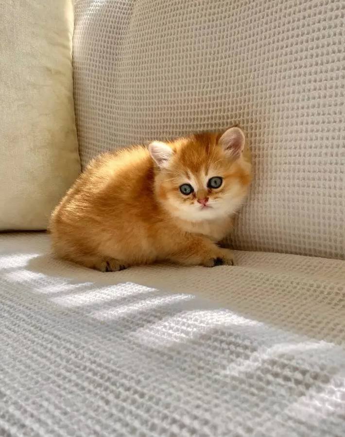 Safkan Golden ny 12 Altın sarısı Ayı suratlı zümrüt gözlü 