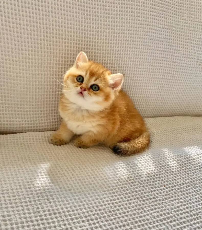 Safkan Golden ny 12 Altın sarısı Ayı suratlı zümrüt gözlü 