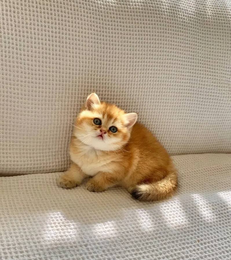 Safkan Golden ny 12 Altın sarısı Ayı suratlı zümrüt gözlü 