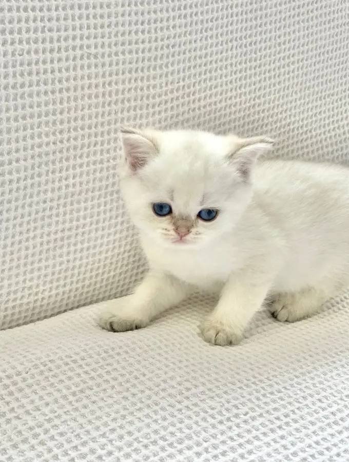 Kar topağı maviş gözlü Safkan yuvarlak suratlı minnak 