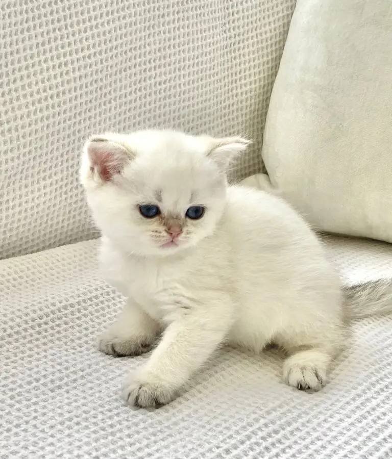 Kar topağı maviş gözlü Safkan yuvarlak suratlı minnak 