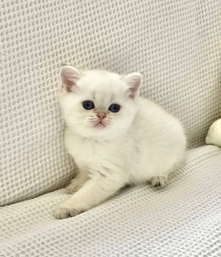 Kar topağı maviş gözlü Safkan yuvarlak suratlı minnak 