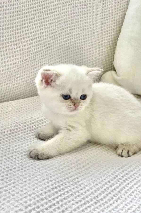 Kar topağı maviş gözlü Safkan yuvarlak suratlı minnak 