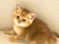 Koyu Golden safkan zümrüt gözlü topaç kafa minnak kız