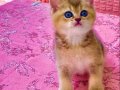 Black Golden güzel gözlü tatlı minnak British kız bebiş