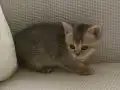İyi huylu British shorthair dişi yavru