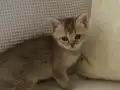 İyi huylu British shorthair dişi yavru