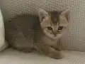 İyi huylu British shorthair dişi yavru