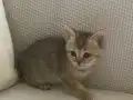 İyi huylu British shorthair dişi yavru