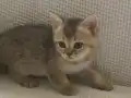İyi huylu British shorthair dişi yavru